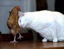 chicken_and_cat_enetgr