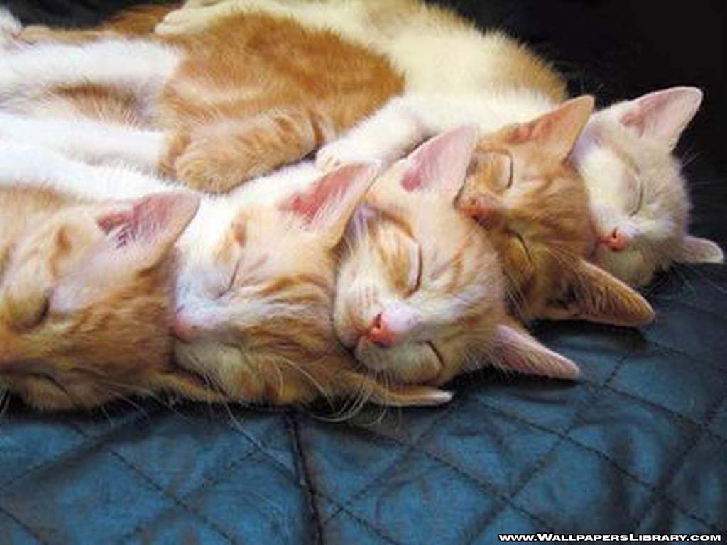 sleeping-cats-wallpaper-funny_wallpaperlibrarycom