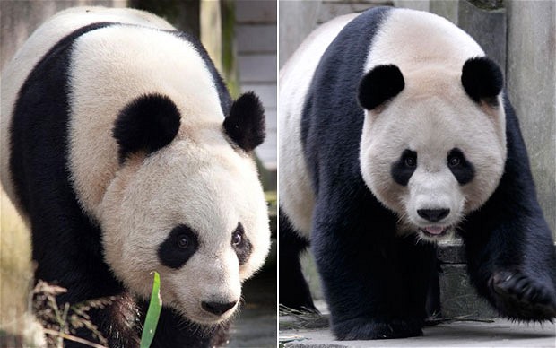 Pandas_googlecom