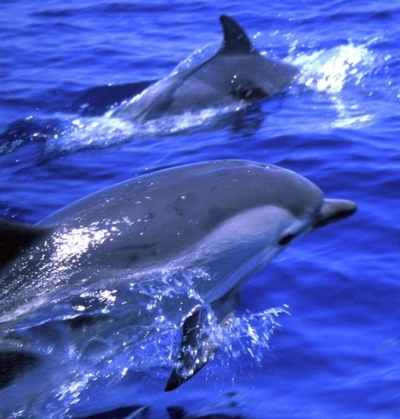 «Οι Άγγελοι των Θαλασσών» στο Metropolis