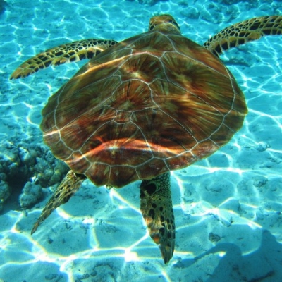 ΤραλαλοΔιακοπές με "Bookingreece" στη Ζάκυνθο για 5 διανυκτερεύσεις με ακτοπλοϊκά!