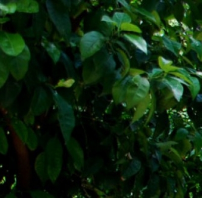 Μυστικό λεωφορείο όπερας @ Ζάππειο!