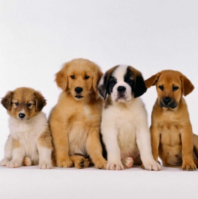 Πες μου μια λέξη να βρώ τραγούδια... λέξη: "Σκύλος"