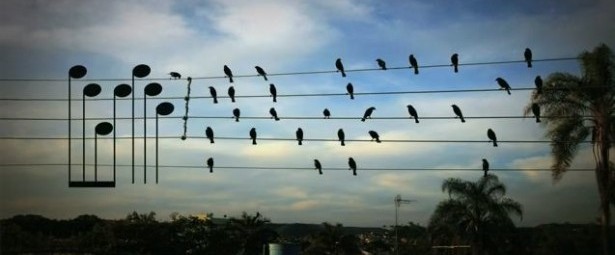 Μια μουσική σύνθεση φτιαγμένη από... “Πουλιά στα καλώδια”!