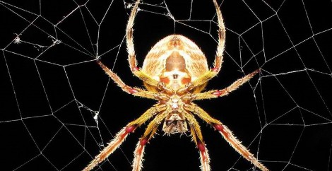 Και ο/η μουσικός που έδωσε το όνομά του σε είδος αράχνης είναι...