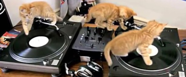 Μαθήματα Dj scratch από γατάκια!