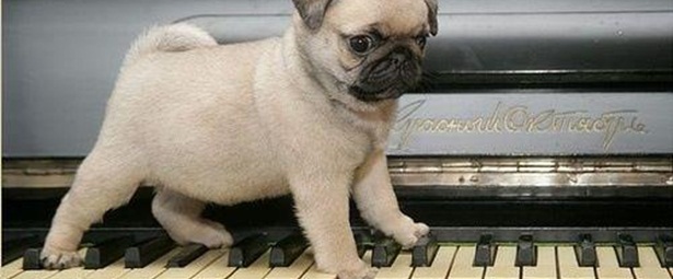 Στα πλήκτρα…..ένα pug!